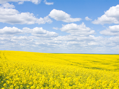 A field of yellow flowers and an open sky